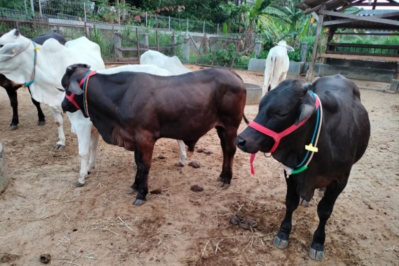 Sapi Gama UGM Capai Bobot Hingga 900 Kg Berkat Inovasi